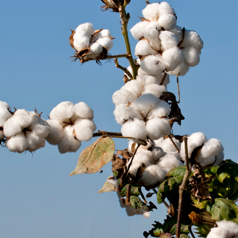 Dlaczego ekstrakt z bawełny to ukojenie dla skóry?