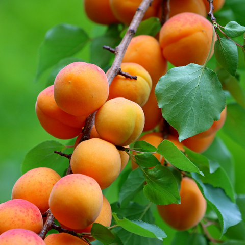 Olej z pestek moreli – dlaczego to naturalny sposób na gładszą skórę?